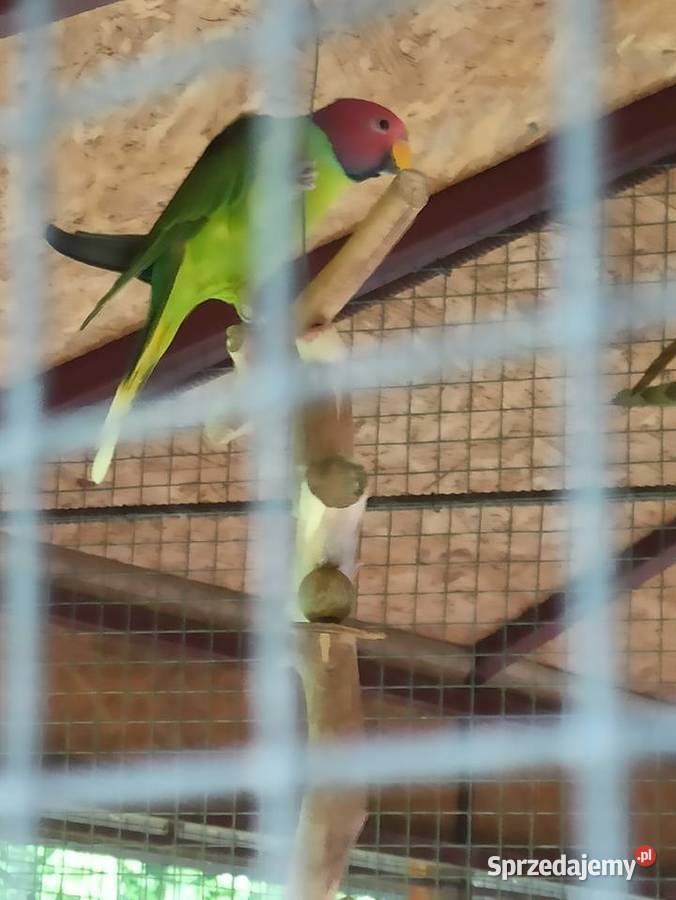 Alejsandretty śliwogłowe pary lęgowe Przemyśl