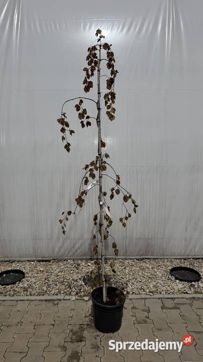 Fagus syl Purpurea Pendula Kobyla Góra