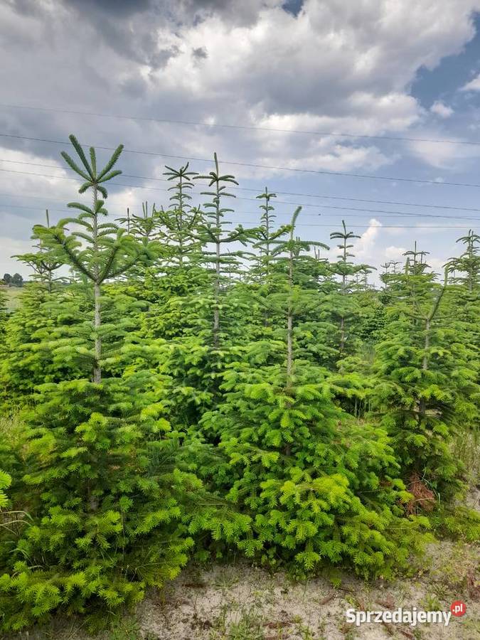 Choinki jodła kaukaska hurt wielkopolskie Leszno