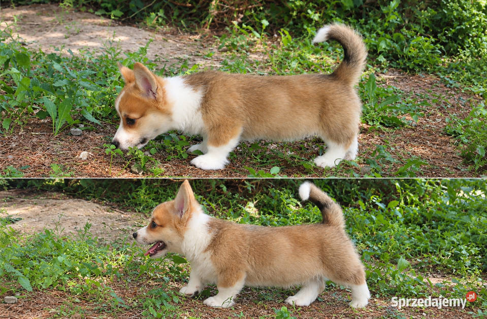 Welsh Corgi Pembroke Chłopak