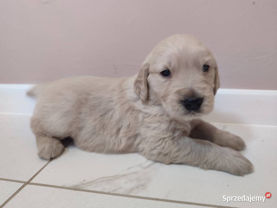 Szczenięta Golden retriever Miot B Strzelno Klasztorne sprzedam