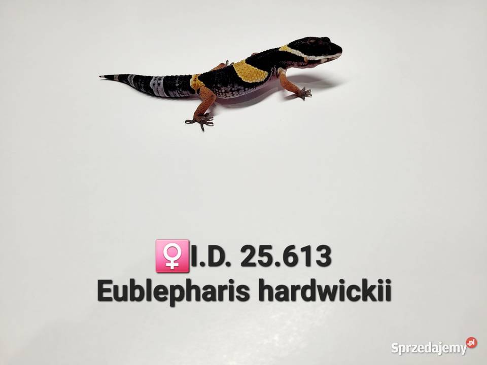 Eublepharis hardwickii gekon Zawiercie