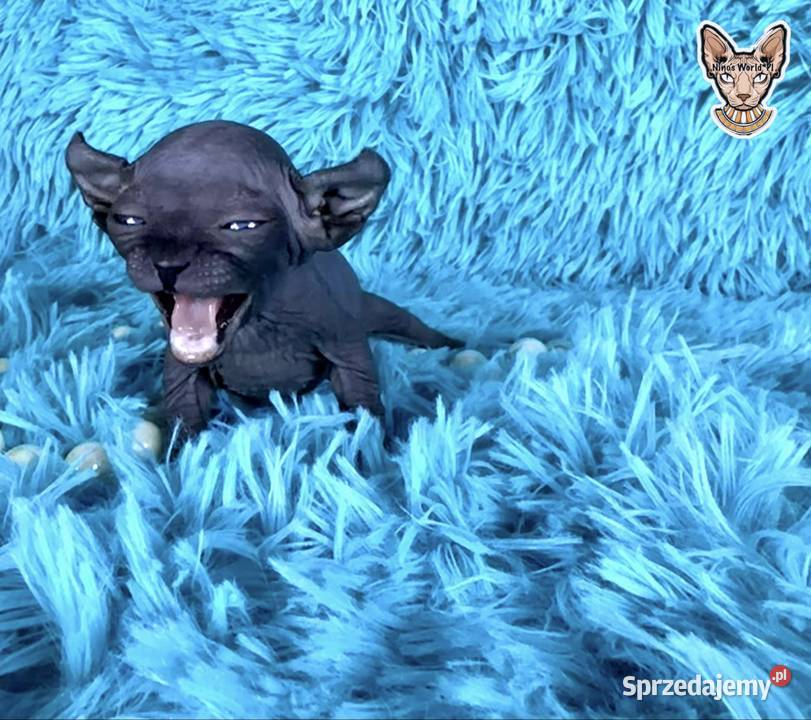 Sfinks kanadyjsky Sfinks