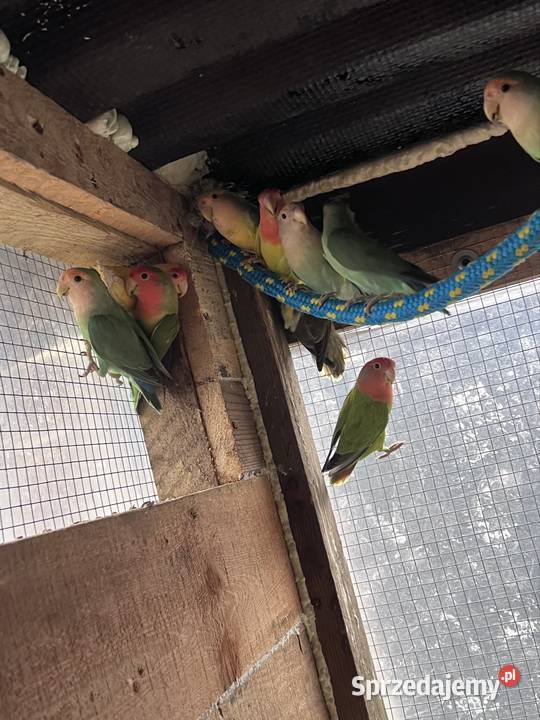 Sprzedam nierozłączki Stobno Siódme sprzedam