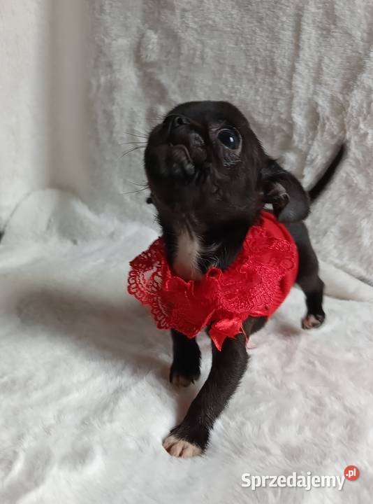 Chihuahua dziewczynka xxs krótkowłosa suczka Inowrocław sprzedam