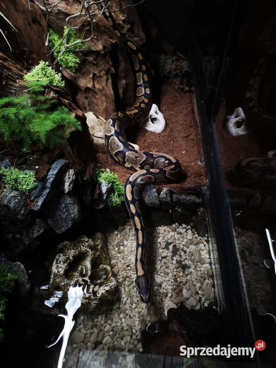 Python królewski gravel Miasteczko Śląskie