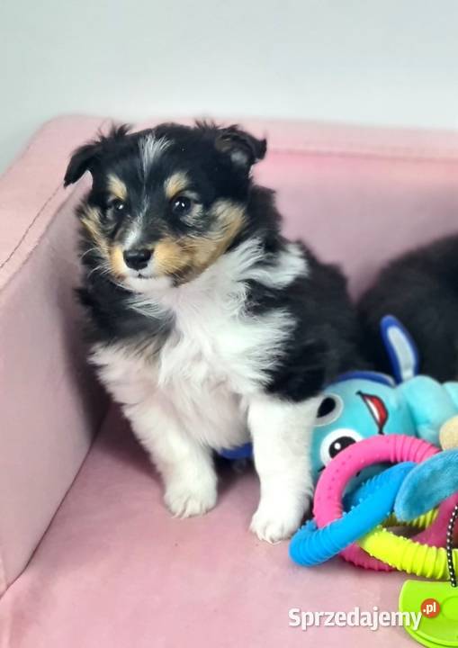 Owczarek szetlandzki Wiązowna