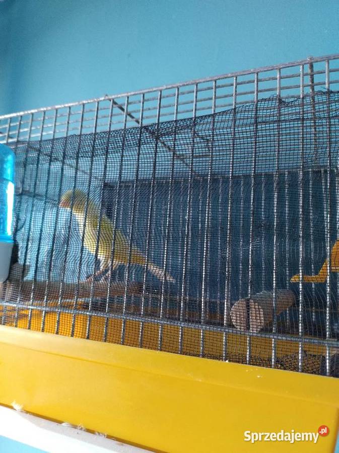 Kanarek żółty mozaika samica śląskie Częstochowa