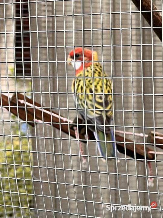 Młoda rozella białolica piękna i zdrowa Ptaki Kraśnik