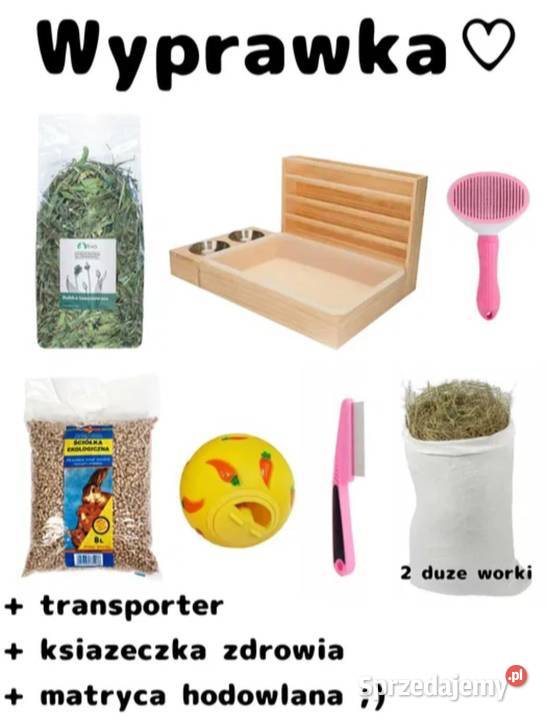 Mini lop wykastrowany legalna hodowla Turek