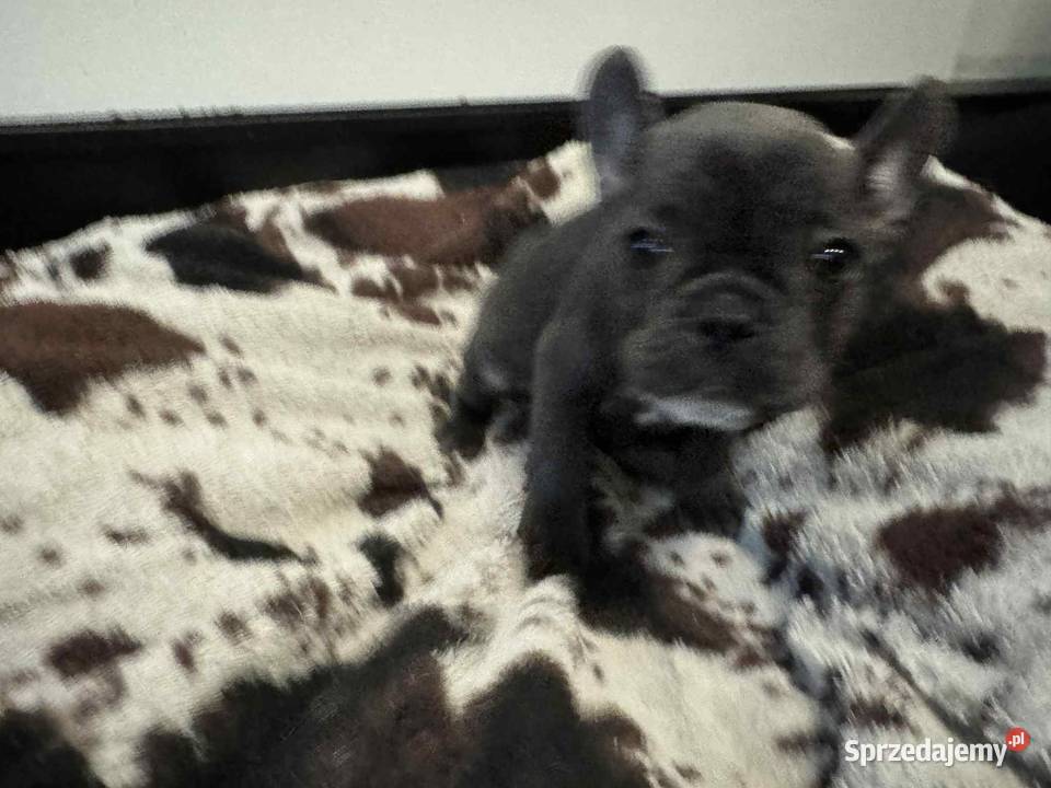 Buldog francuski szczeniaki buldoga francuskiego Buldog Sierzchów