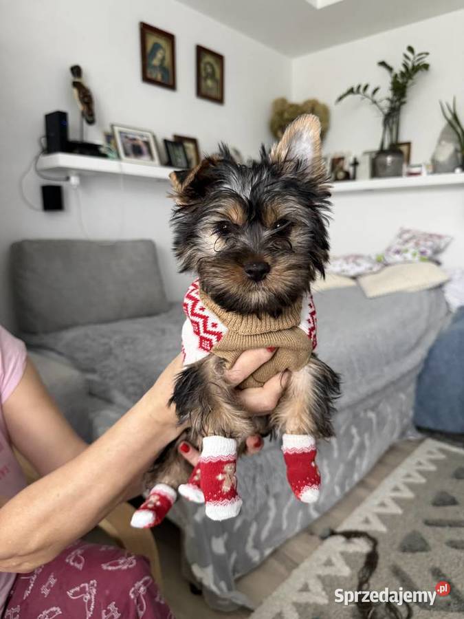 Piękna suczka Yorka lubelskie Wysokie