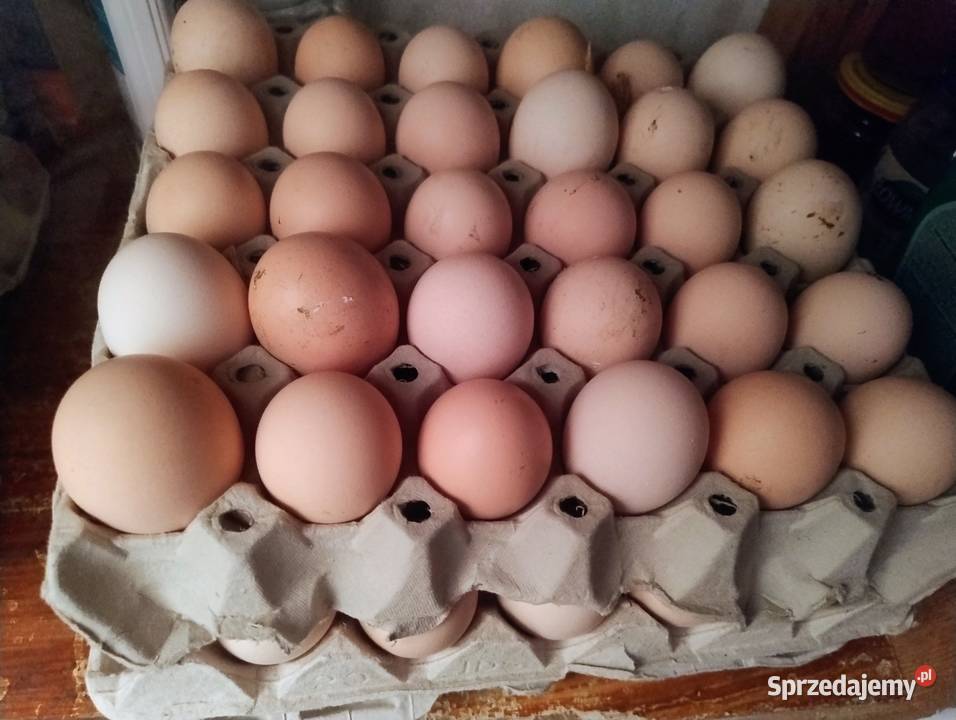 Swojskie Jajka kujawsko-pomorskie Inowrocław