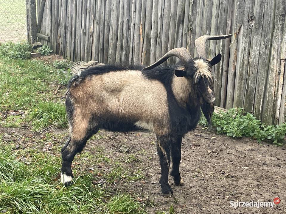 Sprzedam capa dwu letniego Działoszyn