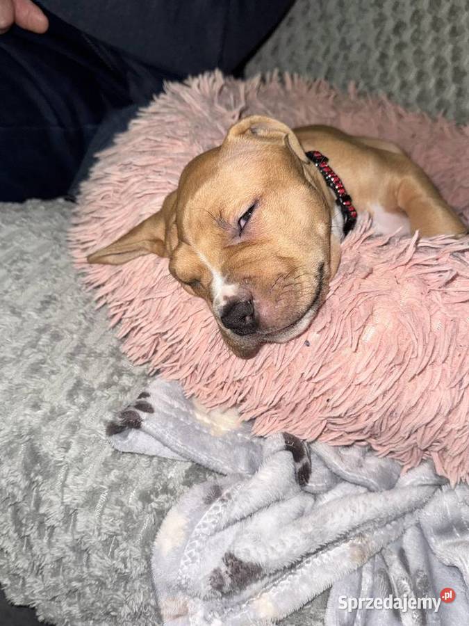 Rednos american Pit bull terrier szczeniaki