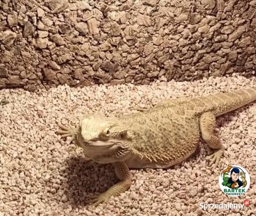 Agama brodata samica 3 letnia Warszawa