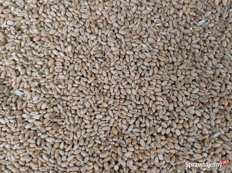 Pszenica Witków sprzedam