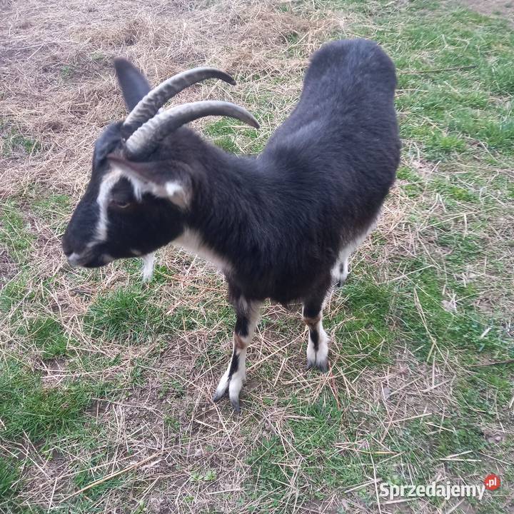 Koza Cieklin