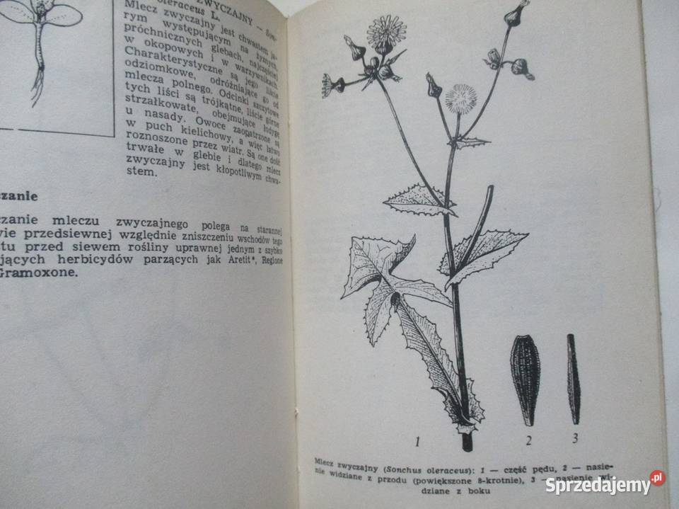 Chwasty i ich zwalczanie HDomańska chwasty Łódź