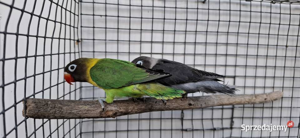 Nierozłączki Zakliczyn