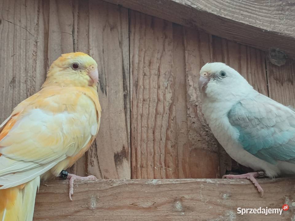 Świergotki para dolnośląskie Kąty Wrocławskie