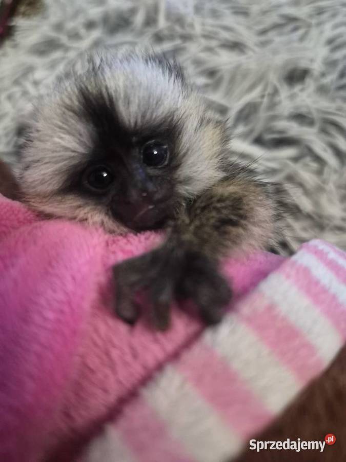Marmozeta geoffroy Lębork