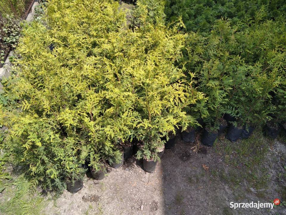 Wyjątkowa Wyprzedaż Tuja Aureospicata 8090 Iglaste
