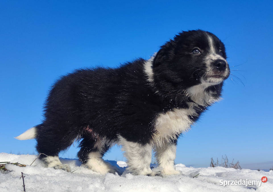 Piękna Rasowa Suczka Border Collie z pełną dok Iwonicz
