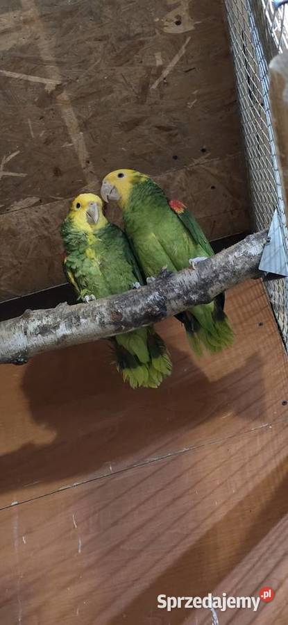 Sprzedam Amazonki Oratriksy Zakopane