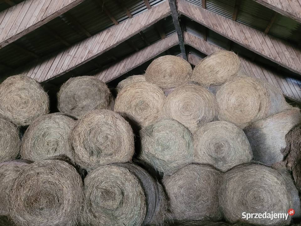 SIANO duże bele Dobrzęcino sprzedam