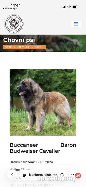 Leonberger leonberger szczenięta ZKwPFCI hodowla Stronie Śląskie