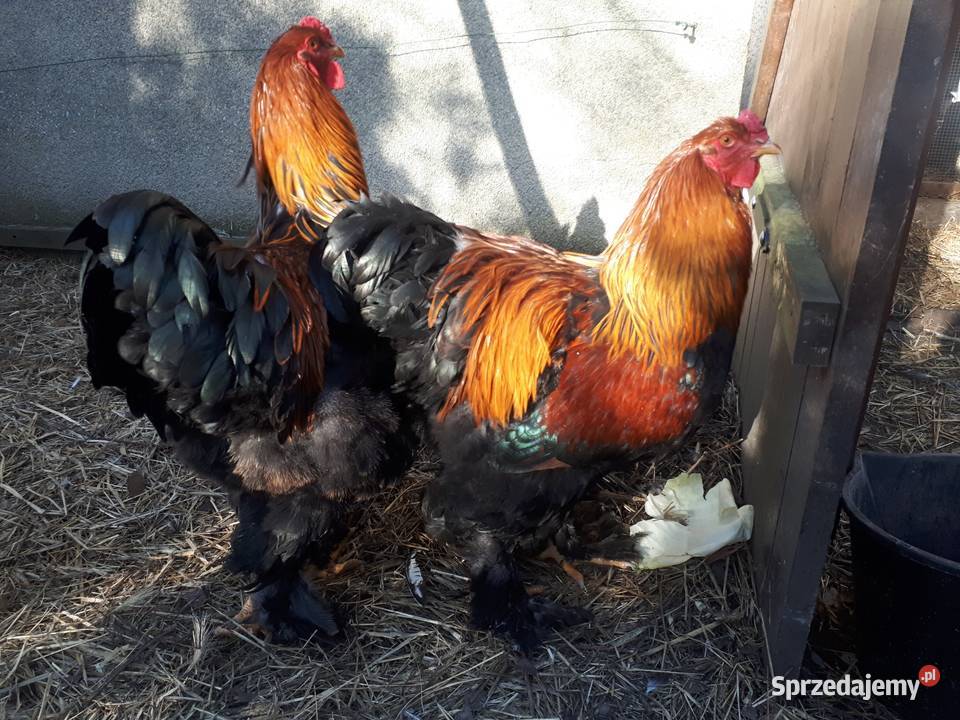 Koguty ozdobne brahma olbrzymia kuropatwiana Ostropole