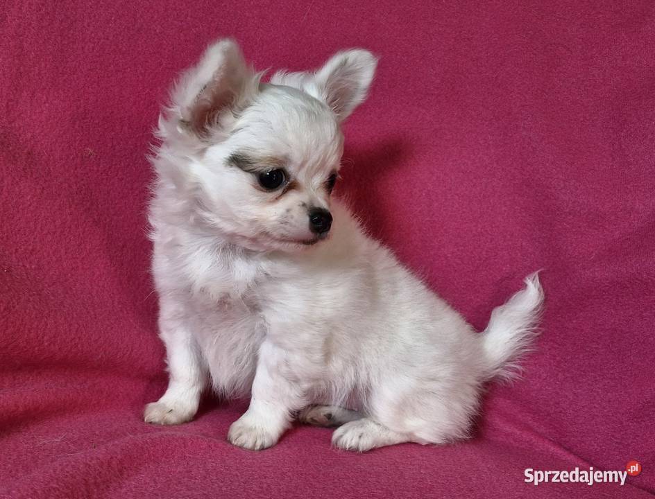 Suczka Chihuahua długowłosa Koronowo