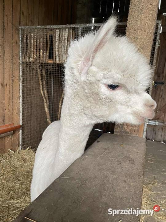 Alpaka alpaki samicasamiec Puszczew