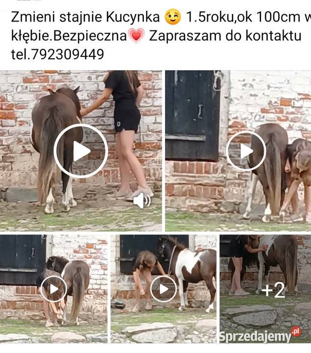 Cudowna Kucynka zachodniopomorskie Grzybno