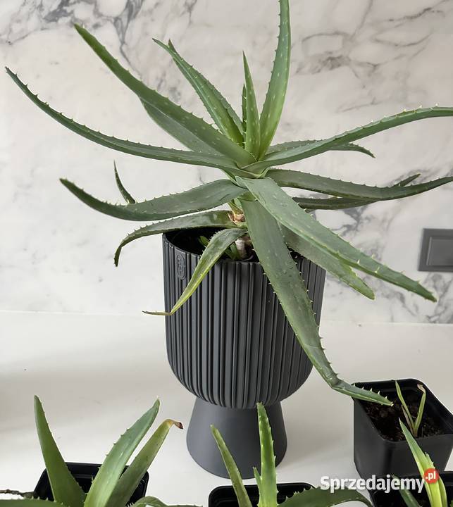 Aloe Wera leczniczy sadzonki Łódź