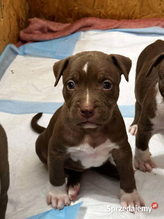 American bully xl abkc suczka szczeniak wielkopolskie Czerlejno