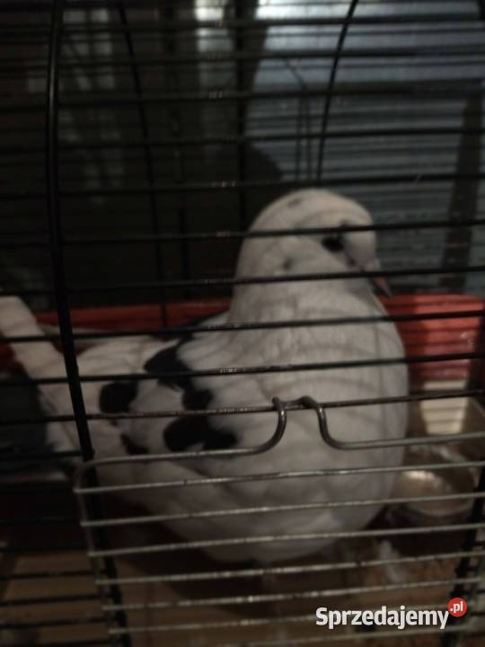 Mondain Ptaki Dubidze