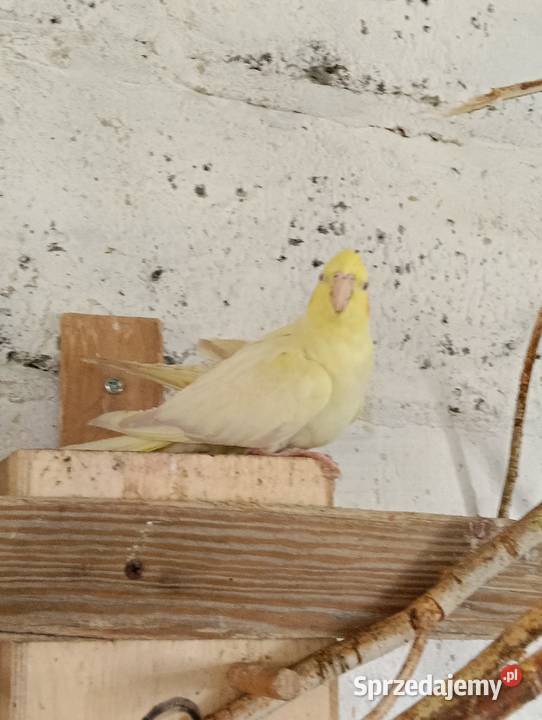 Nimfy 3 sztuki likwidacja promocja Brzeziny