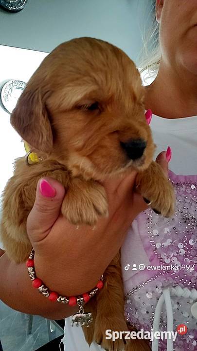 Golden Retriever ciemno złote maluchy Poręba