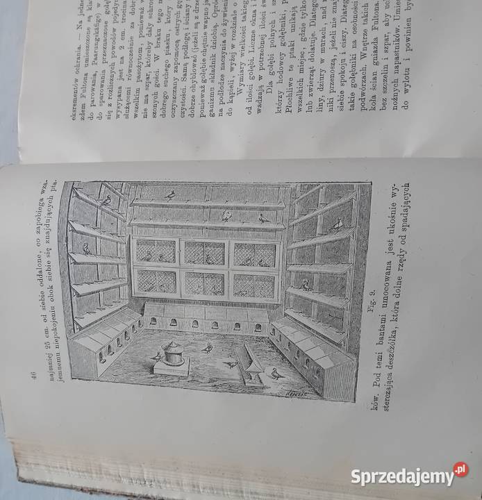 Eugeniusz Adolf Terlecki Chów gołębi Lwów 1907 r Koźminek sprzedam