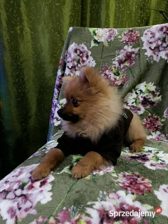 Piękny Mały Szpic Niemiecki rodzice FCI