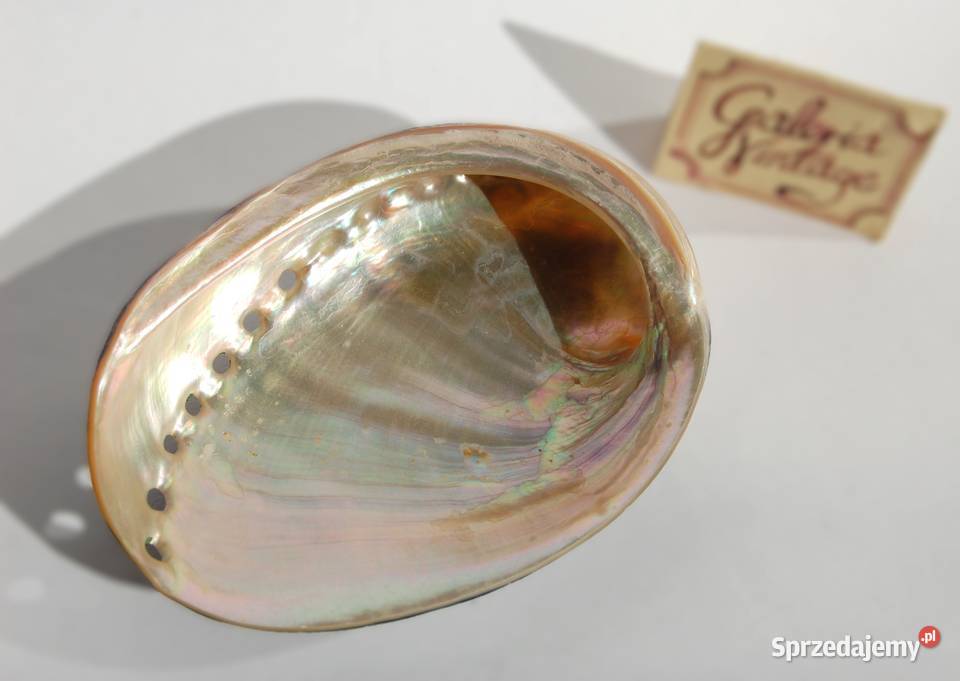 Muszla morska abalone paua polerowana 86 Lublin