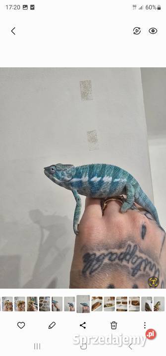 Kameleon lamparci nosy be true blue Koszalin