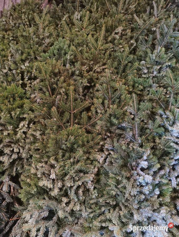 Wieńce wiązanki stroisz jodłowy Lublin