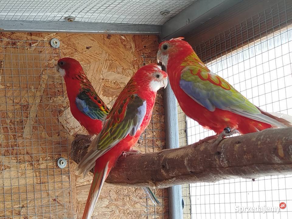 Rozelle białolice 2025 r świętokrzyskie Brzeziny