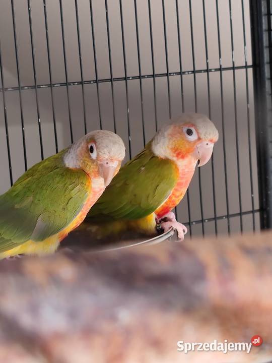 rudosterki pineapple młoda para papugi Ptaki mazowieckie Warszawa