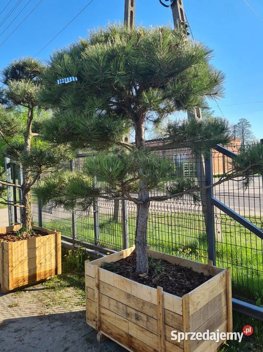 Katapla Nana Surmia kulka korona 5letnia Pabianice sprzedam