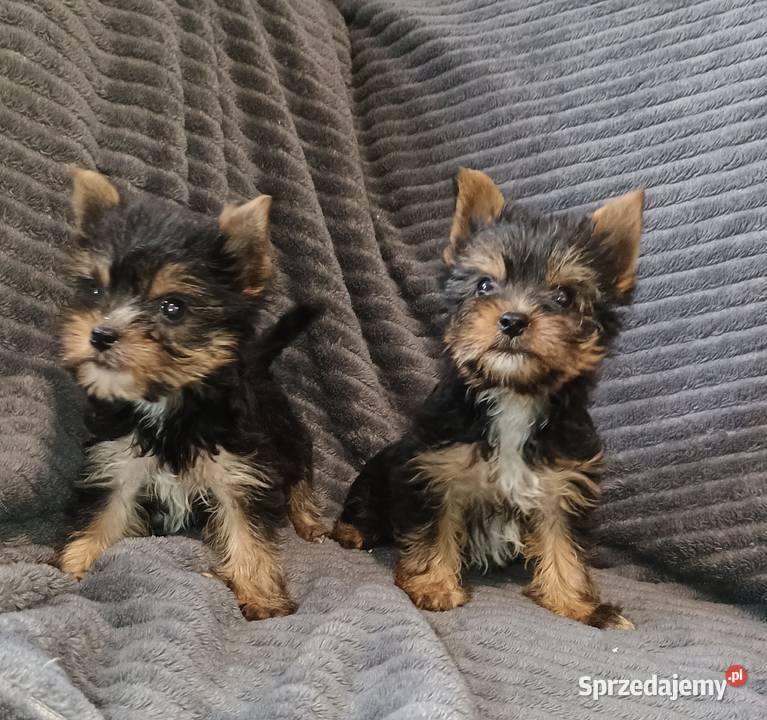 Yorkshire terrier Września