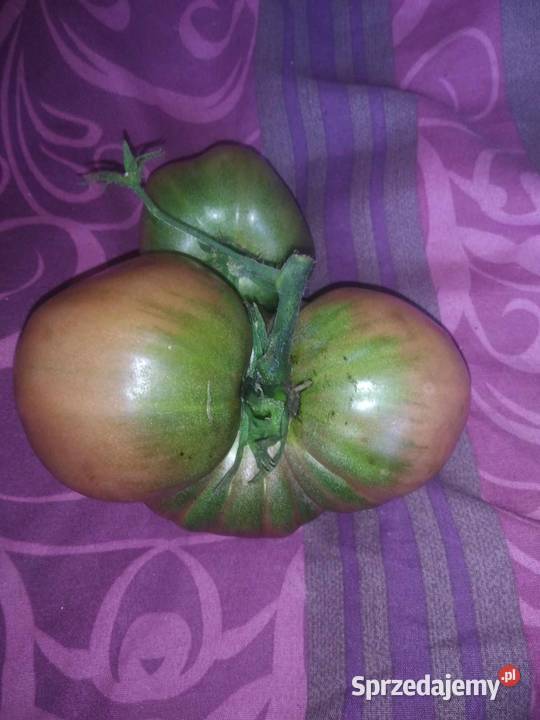 Pomidor stary z 1908 roku karma rybek Nasiona zachodniopomorskie Bonin